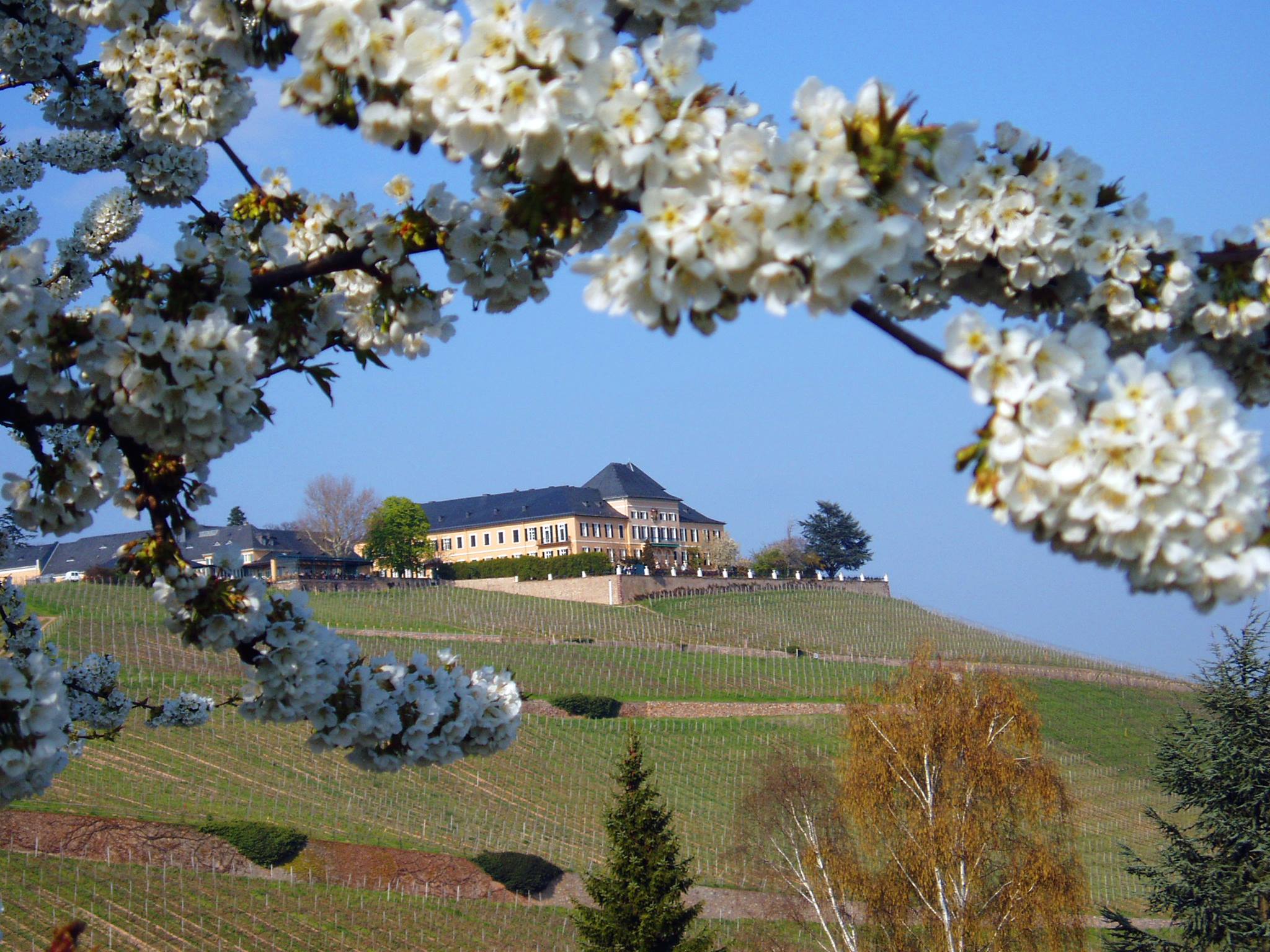 johannisberg › Rheingauprinzessin